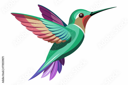 hummingbird--in-full-growth--on-a-white-background vector illustration  © Jutish