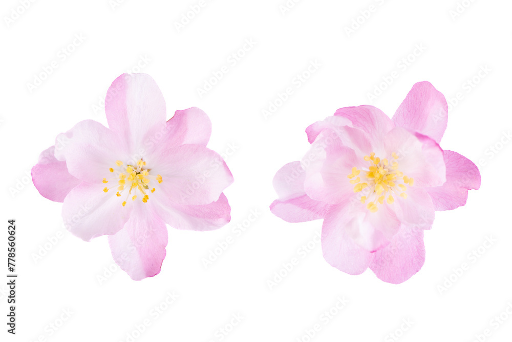 malus spectabilis blossom petals isolated on white background. malus spectabilis blossom petals isolated on white background.