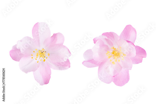 malus spectabilis blossom petals isolated on white background.