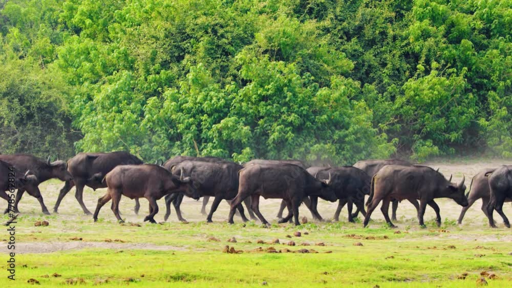 A herd of cape buffaloes (Syncerus caffer) rushing towards river to drink water. Botswana, South Africa. A herd of cape buffaloes (Syncerus caffer) rushing towards river to drink water. Botswana, South Africa.