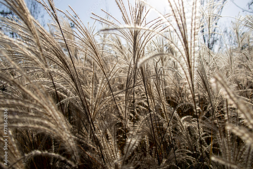 Obraz premium Miscanthus sinensis or Chinese Silver Grass
