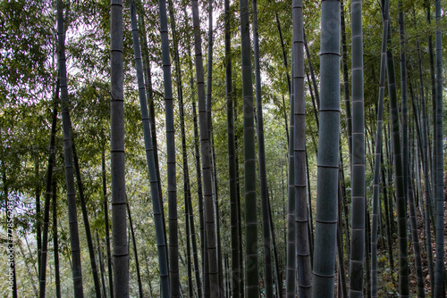 Moganshan bamboo forest, Zhejiang in China
