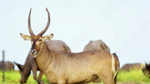 Portrait of an African Waterbuck (Kobus ellipsiprymnus) with african cape buffaloes grazing in the background. Botswana, South Africa. 