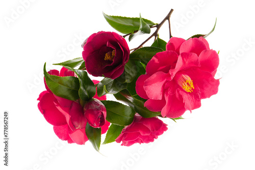 flowers of camellia japonica isolated on a white background