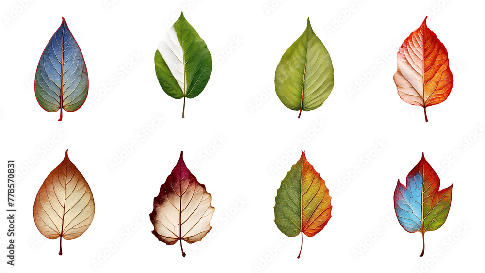 Obraz premium set of autumn leaves