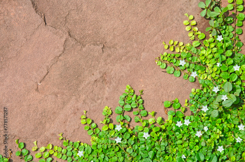 Fresh green leave of roundleaf bindweed pattern photo