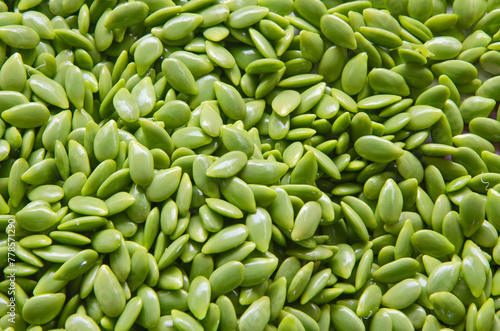 Green graphic of white popinac seeds top view © athapet