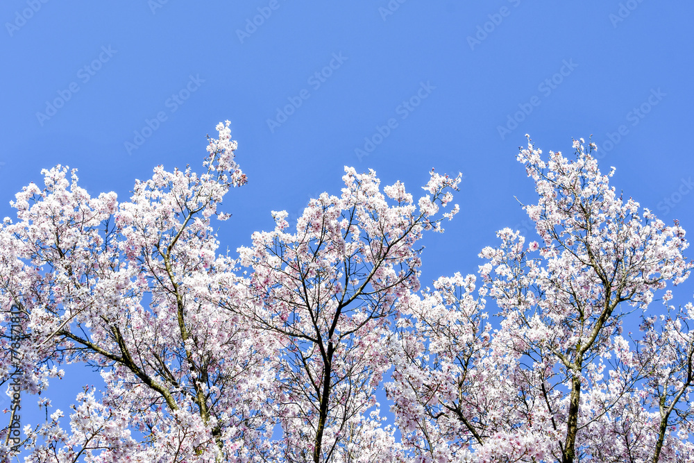 越の彼岸桜 越の彼岸桜