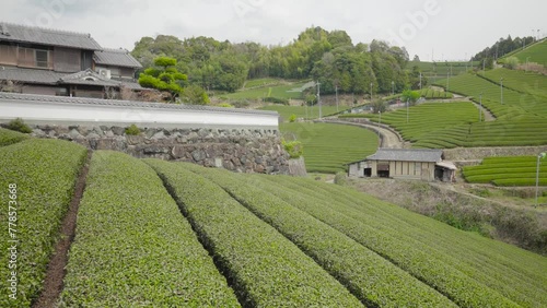 京都　和束の茶
