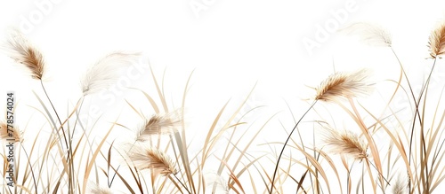 A natural landscape with a field of tall grass swaying in the wind. Sprinkled with twigs and flowering plants, creating a beautiful prairie scene against a white background