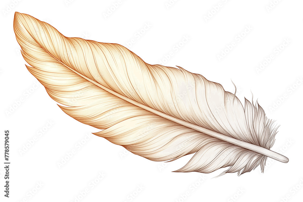 Hand drawn feathers on transparent background Hand drawn feathers on transparent background