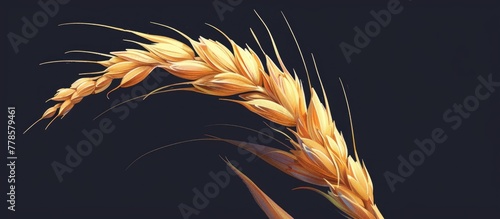 A detailed macro photograph of a single wheat ear against a striking black background, showcasing its hairlike texture and intricate details photo