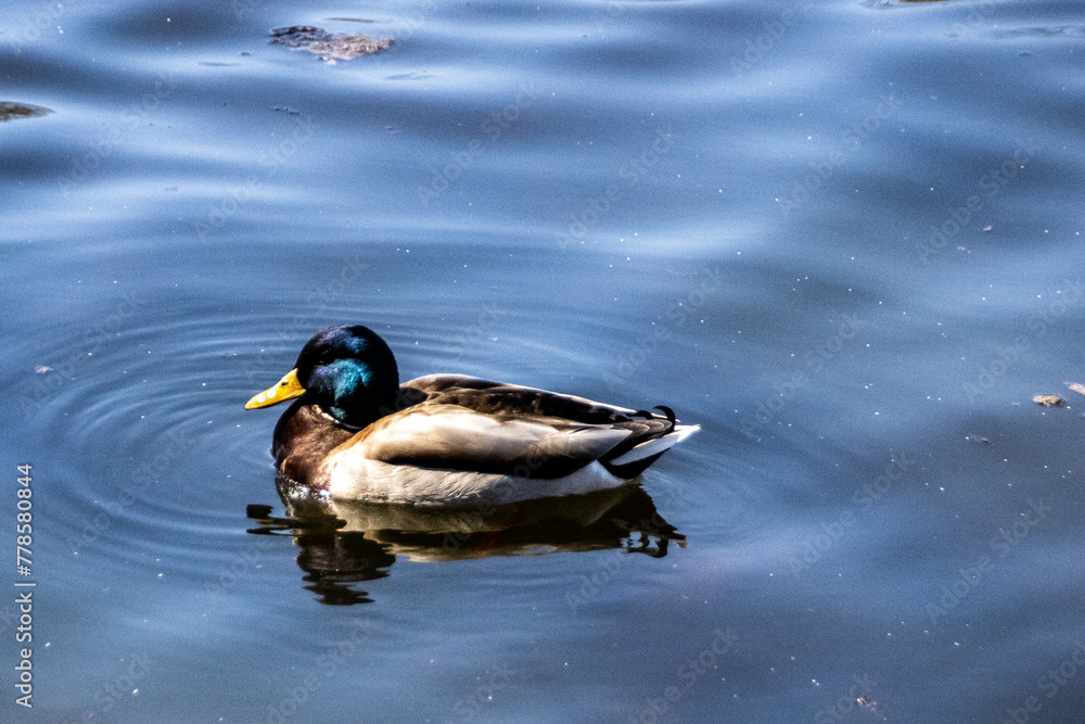 Obraz premium duck in the water