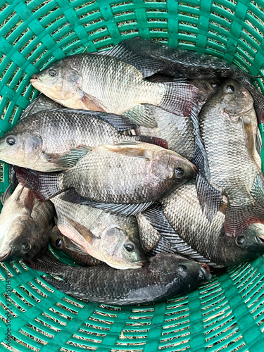 fresh tilapia fish in the market © mansum008