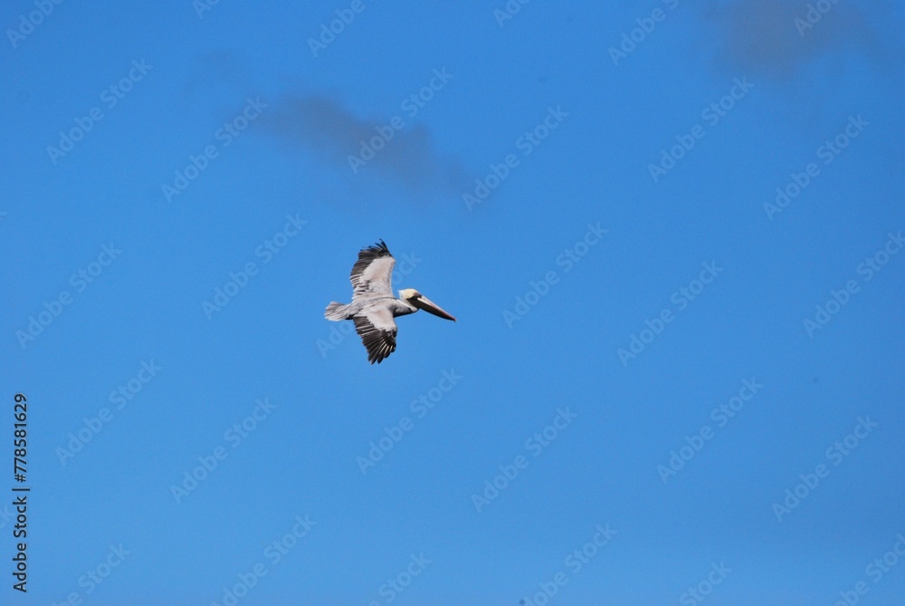 Fototapeta premium Cerca del mar podemos encontrar gran variedad de aves acuaticas y de vez en cuando hasta guacamayas!