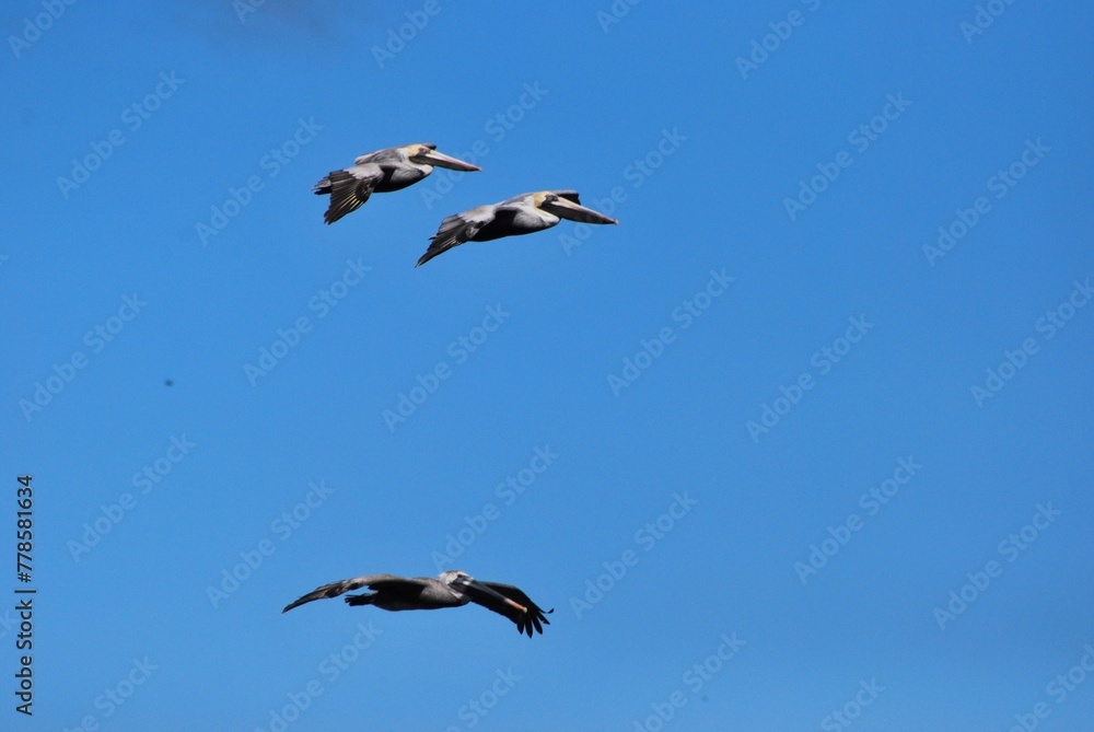 Cerca del mar podemos encontrar gran variedad de aves acuaticas y de vez en cuando hasta guacamayas! Cerca del mar podemos encontrar gran variedad de aves acuaticas y de vez en cuando hasta guacamayas!