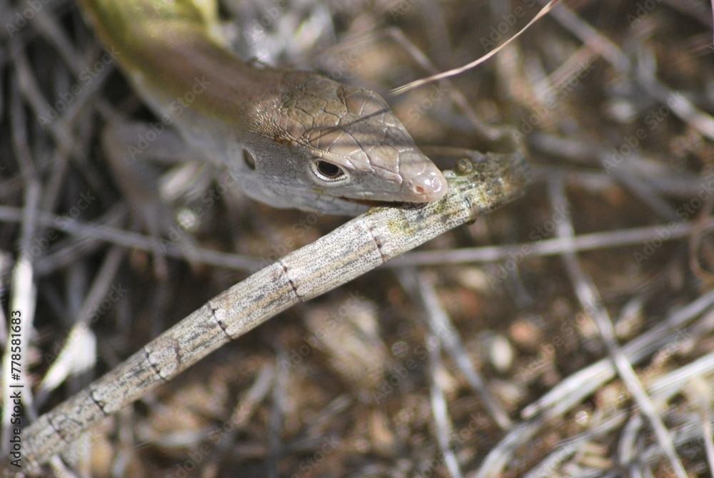Naklejka premium Una lagartija acaba de capturar su almuerzo!
