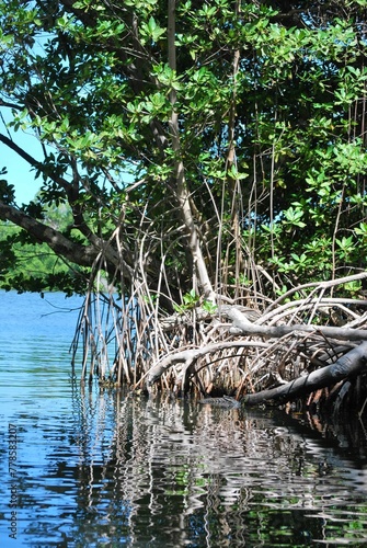 Los manglares son una parte muy importante de nuestro ecosistema 
