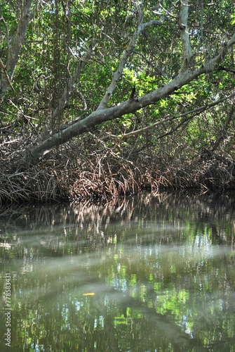 Los manglares son una parte muy importante de nuestro ecosistema 