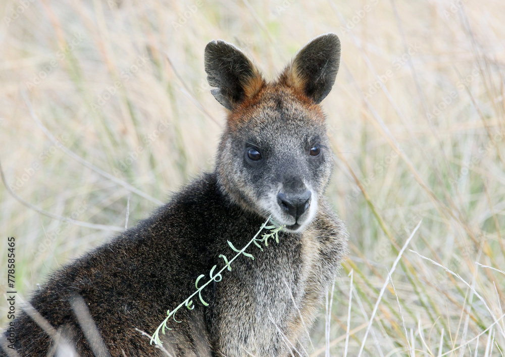 Fototapeta premium Phillip Island Wallabies