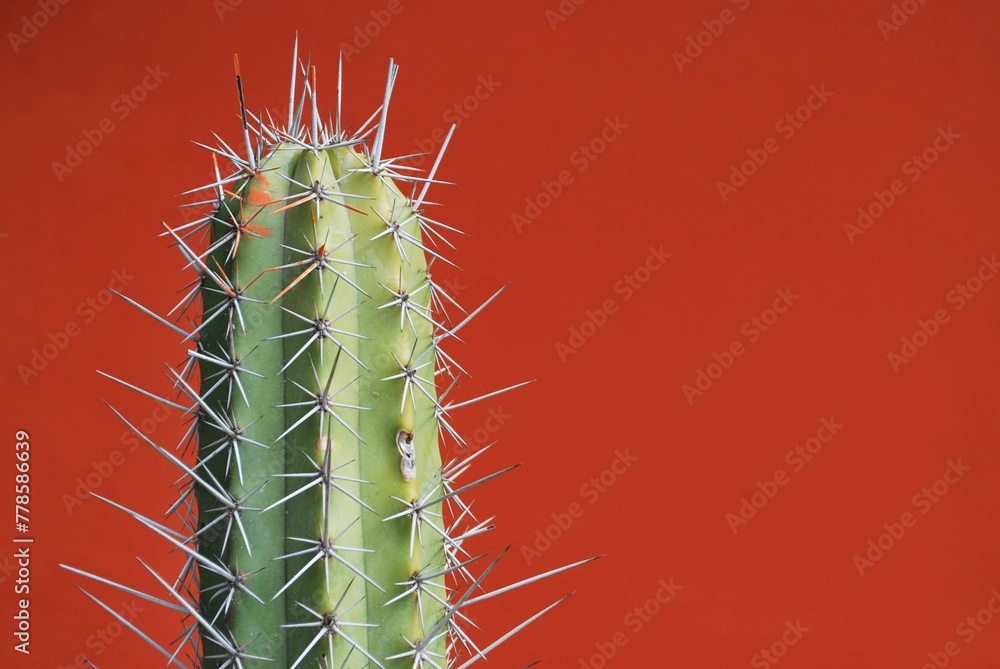 Naklejka premium Los cactus a veces menospreciados contribuyen con la naturaleza,y la vida en el planeta.