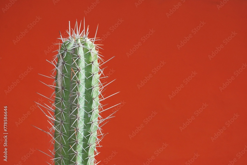 Obraz premium Los cactus a veces menospreciados contribuyen con la naturaleza,y la vida en el planeta.