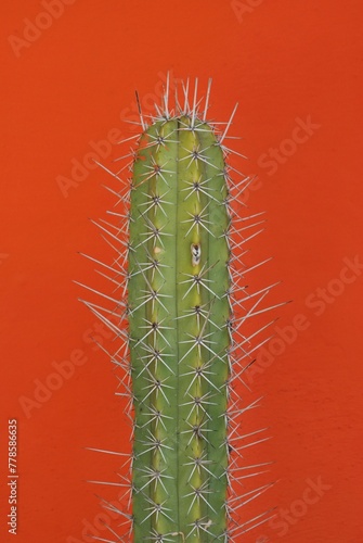 Los cactus a veces menospreciados contribuyen con la naturaleza,y la vida en el planeta.