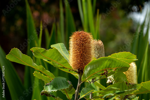 Swamp banksia cones (banksia robur) in afternoon sunshine