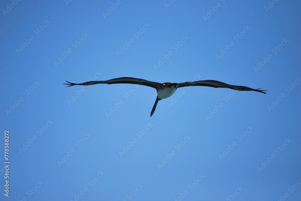 Cerca del mar podemos encontrar gran variedad de aves acuaticas y de vez en cuando hasta guacamayas! Cerca del mar podemos encontrar gran variedad de aves acuaticas y de vez en cuando hasta guacamayas!