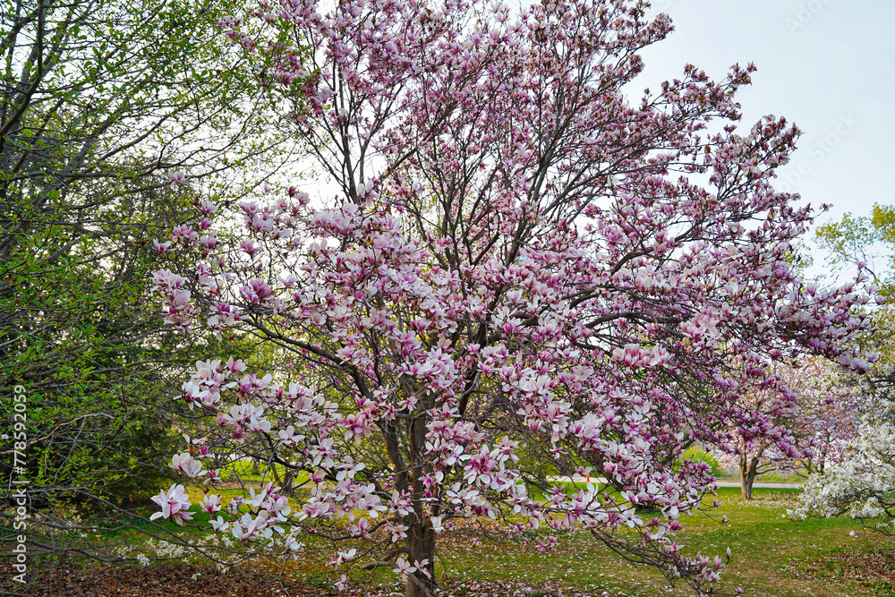 Lovely view of a Pink blossom Magnolia tree in the park in early spring at the Dominion Arboretum Gardens in Ottawa,Ontario,Canada