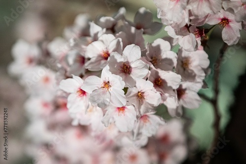Beautiful cherry blossom scenery at night on a warm spring day
