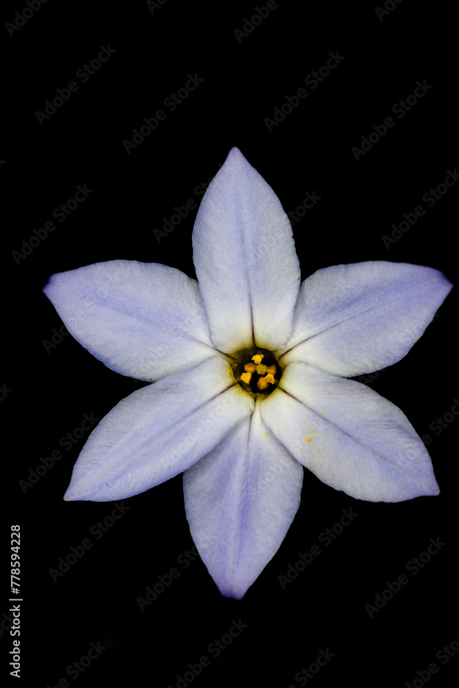 Fototapeta premium Flower of spring star (Ipheion uniflorum) in Japan in spring