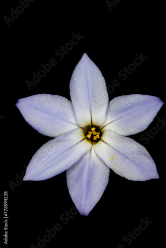 Flower of spring star (Ipheion uniflorum) in Japan in spring