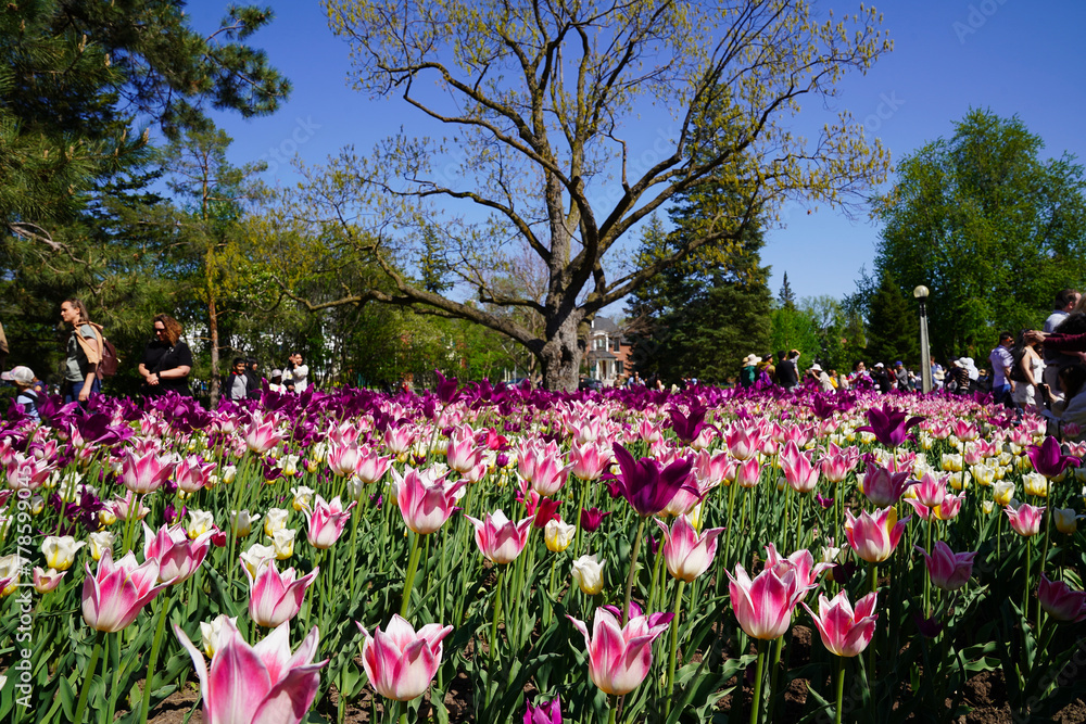 Purple and Pink tulips provide a vibrant splash of colors at Ottawa's Tulip festival in the Commissioner's park in Ottawa,Ontario,Canada Purple and Pink tulips provide a vibrant splash of colors at Ottawa's Tulip festival in the Commissioner's park in Ottawa,Ontario,Canada