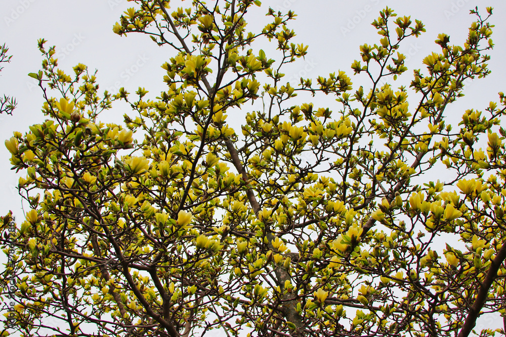 Close up of beautiful butterscotch yellow Magnolia flowers in full bloom at the beginning of Spring in early May at the Dominion Arboretum Gardens in Ottawa,Ontario,Canada Close up of beautiful butterscotch yellow Magnolia flowers in full bloom at the beginning of Spring in early May at the Dominion Arboretum Gardens in Ottawa,Ontario,Canada