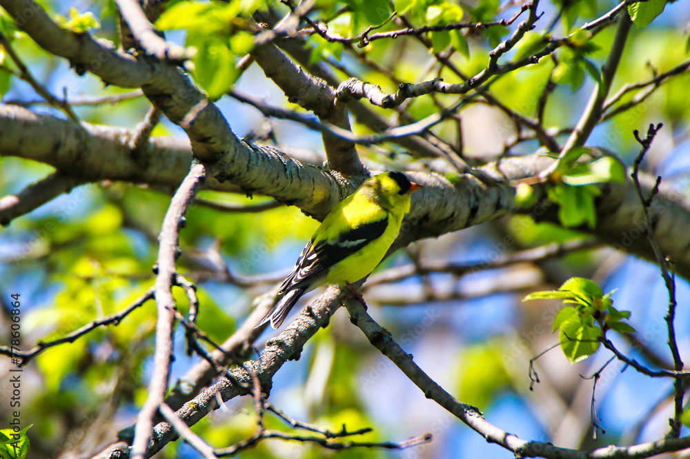 American Goldfinch perched on the branch of a tree at the Dominion Arboretum Gardens in Ottawa,Ontario,Canada American Goldfinch perched on the branch of a tree at the Dominion Arboretum Gardens in Ottawa,Ontario,Canada