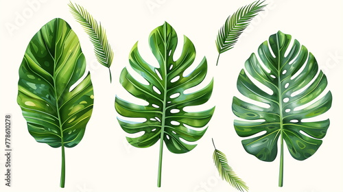 palm leaves tropical on white background
