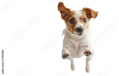 A cute dog is jumping up, looking at the camera with big eyes and ears raised high against a white background 