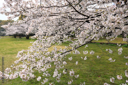 都心散歩 浜離宮庭園 桜満開の頃