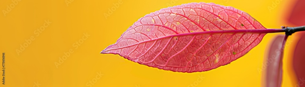 Fototapeta premium A pink leaf with a yellow background
