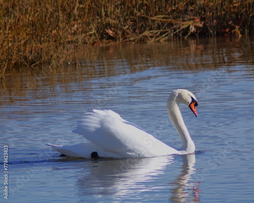 White swan on lake with reflection in blue water