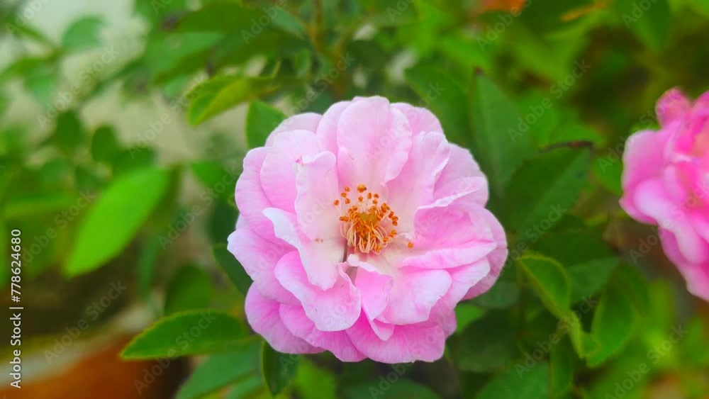 pink and white flower pink and white flower