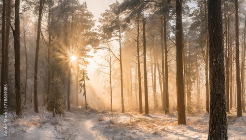 winter landscape in the forest long narrow panoramic view the rays of the morning sun at sunrise in the frosty fog between the trees