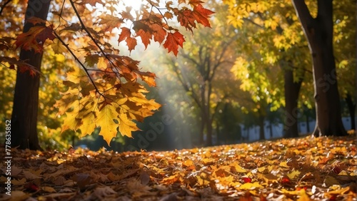 Autumn leaves against bright sunlight