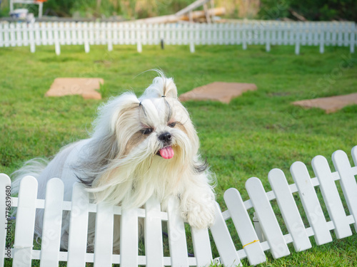 Long-haired Shih Tzu dog is happy and active outdoors on the grass on a sunny summer day