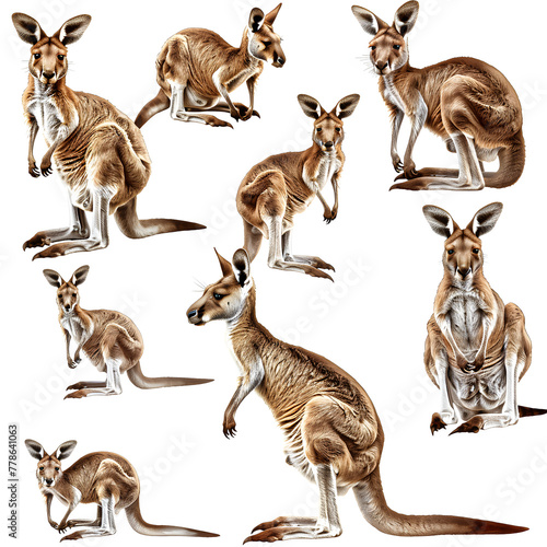 Clipart illustration featuring a various of kangaroo on white background. Suitable for crafting and digital design projects.[A-0004] © ZWDQ