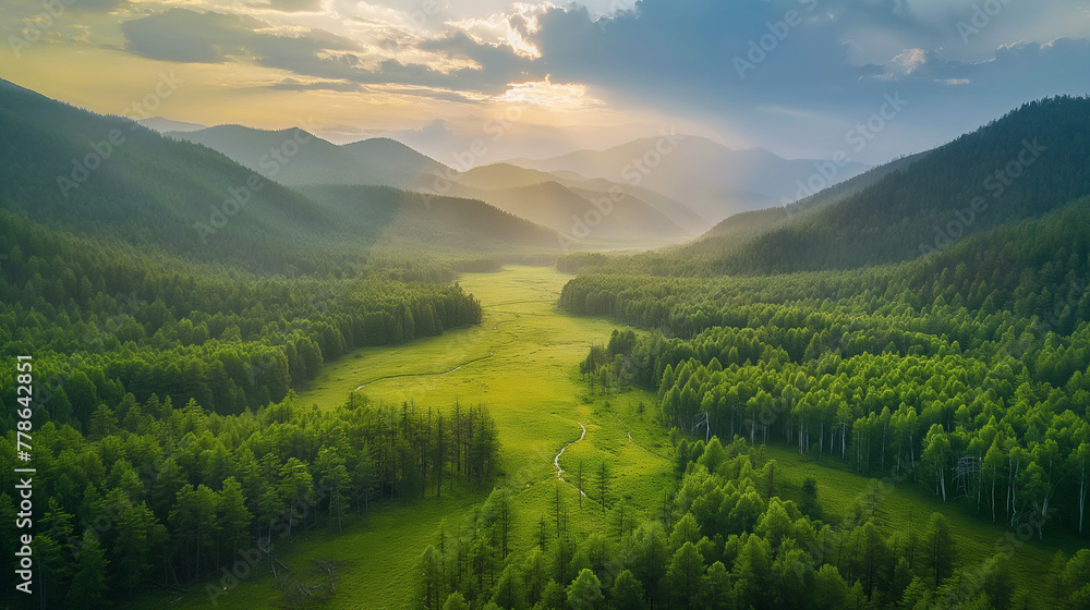 Aerial top view green forest and green trees in rural Altai, Drone photo.