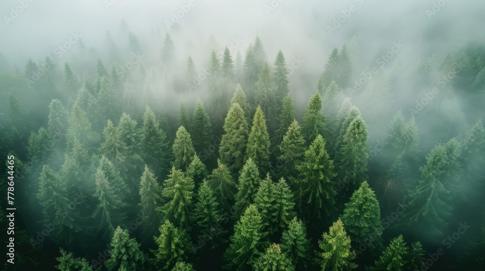 Nordic forest in fog. Green pine trees.