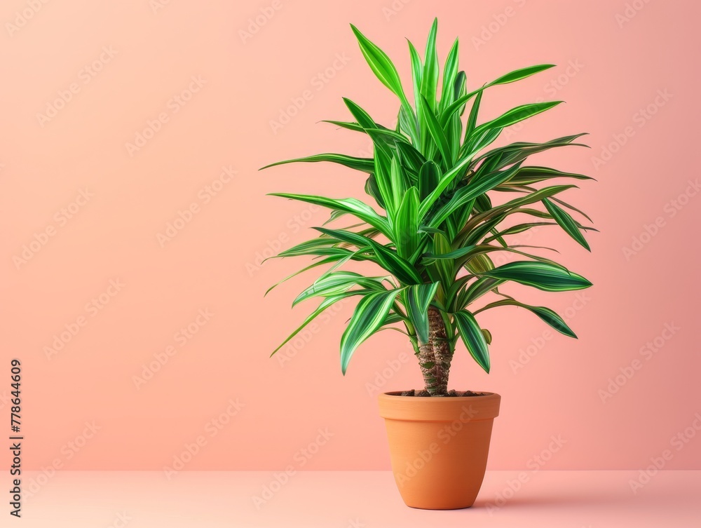 Dracaena plant in a clay pot. Dracaena plant in a clay pot.