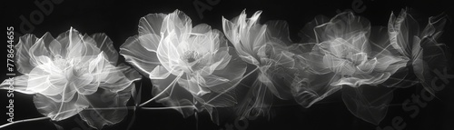 Photogram technique in a darkroom photo